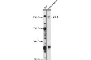 Western blot analysis of extracts of various cell lines, using ZO-1 antibody (ABIN6134745, ABIN6149194, ABIN6149195 and ABIN6215203) at 1:1000 dilution. (TJP1 Antikörper  (AA 1600-1700))
