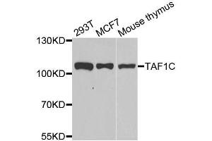 Western blot analysis of extracts of various cell lines, using TAF1C antibody. (TAF1C Antikörper  (AA 70-320))