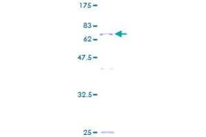 Image no. 1 for DEAD (Asp-Glu-Ala-Asp) Box Polypeptide 39 (DDX39) (AA 1-428) protein (GST tag) (ABIN1346418) (BAT1 Protein (AA 1-428) (GST tag))