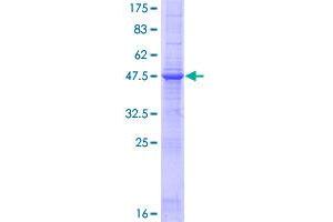 Image no. 1 for Tumor Necrosis Factor (Ligand) Superfamily, Member 8 (TNFSF8) (AA 1-234) protein (GST tag) (ABIN1323249)