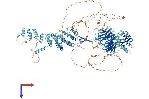 SEC31B Protein (AA 1-1158) (His tag)