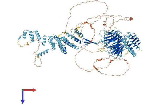 SEC31B Protein (AA 1-1158) (His tag)