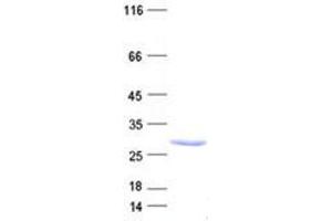 Western Blotting (WB) image for DAZ Associated Protein 2 (DAZAP2) protein (His tag) (ABIN5505611)