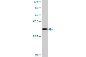Western Blotting (WB) image for anti-Phosphate Cytidylyltransferase 1, Choline, alpha (PCYT1A) (AA 2-90) antibody (ABIN518715)