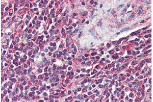 Anti-GPR43 antibody  ABIN1048823 IHC staining of human spleen.