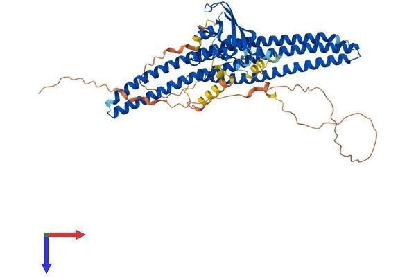 Sorting Nexin 1 Protein (SNX1) (AA 1-522) (His tag)