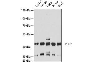 Western blot analysis of extracts of various cell lines, using PHC2 antibody (ABIN7269454) at 1:3000 dilution. (PHC2 Antikörper  (AA 250-323))