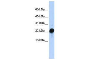 CSHL1 antibody used at 1 ug/ml to detect target protein.