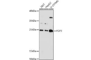 Western blot analysis of extracts of various cell lines, using FGF9 antibody (ABIN6130388, ABIN6140606, ABIN6140607 and ABIN6221994) at 1:1000 dilution. (FGF9 Antikörper  (AA 1-208))