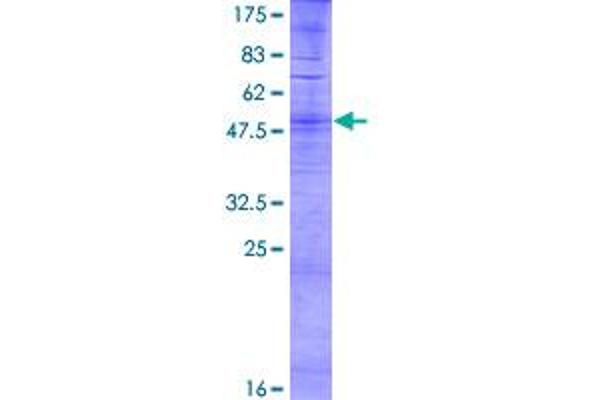 OR6B3 Protein (AA 1-331) (GST tag)