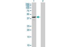 Western Blot analysis of ANXA13 expression in transfected 293T cell line by ANXA13 MaxPab polyclonal antibody. (Annexin A13 Antikörper  (AA 1-357))