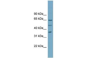 WB Suggested Anti-WDR33 Antibody Titration:  0. (WDR33 Antikörper  (N-Term))