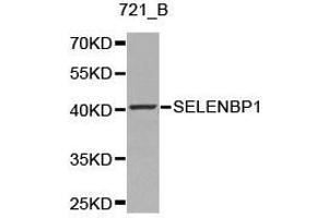 Western Blotting (WB) image for anti-Selenium Binding Protein 1 (SELENBP1) antibody (ABIN1874719) (SELENBP1 Antikörper)