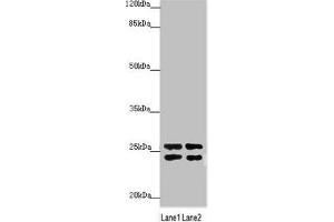 Western blot All lanes: GRPEL1 antibody at 2. (GRPEL1 Antikörper  (AA 1-217))