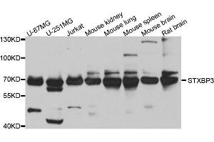 Western blot analysis of extract of various cells, using STXBP3 antibody. (STXBP3 Antikörper)