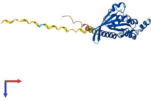 RHOV Protein (AA 1-236) (His tag)