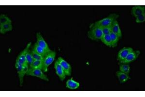 Immunofluorescence (IF) image for anti-Progestin and AdipoQ Receptor Family Member V (PAQR5) (AA 1-51) antibody (ABIN7159336)
