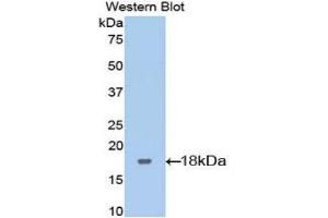 Western Blotting (WB) image for anti-Leukemia Inhibitory Factor Receptor alpha (LIFR) (AA 151-290) antibody (ABIN3208379) (LIFR Antikörper  (AA 151-290))