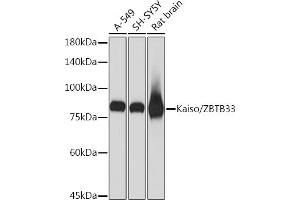 Western blot analysis of extracts of various cell lines, using Kaiso/ZBTB33 Rabbit mAb (ABIN7271437) at 1:1000 dilution. (ZBTB33 Antikörper)