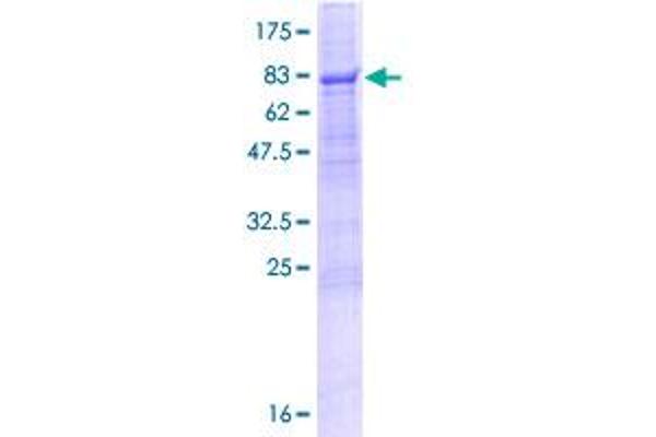 PEX14 Protein (AA 1-377) (GST tag)