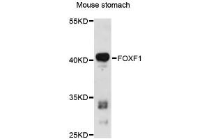Western blot analysis of extracts of mouse stomach, using FOXF1 antibody (ABIN6290395) at 1:3000 dilution.