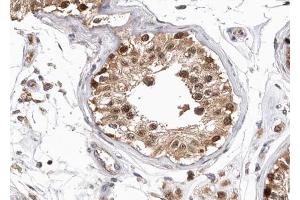 ABIN6268750 at 1/100 staining human testis tissue sections by IHC-P.