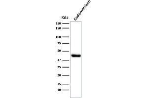 Western Blot Analysis of Endometrium muscle tissue lysate using Muscle Specific Actin Mouse Monoclonal Antibody (HHF35). (ACTA1/ACTA2A/ACTG2 Antikörper)