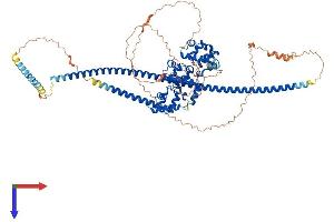 Kazrin Protein (KAZ) (AA 1-775) (His tag)