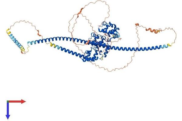 Kazrin Protein (KAZ) (AA 1-775) (His tag)
