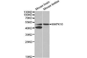 Western blot analysis of extracts of various cell lines, using MAPK10 antibody. (MAPK10 Antikörper  (AA 175-464))