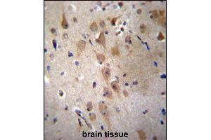 GRIP2 Antibody (Center) (ABIN656904 and ABIN2846101) immunohistochemistry analysis in formalin fixed and paraffin embedded human brain tissue followed by peroxidase conjugation of the secondary antibody and DAB staining. (GRIP2 Antikörper  (AA 620-649))