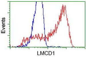 HEK293T cells transfected with either RC200062 overexpress plasmid (Red) or empty vector control plasmid (Blue) were immunostained by anti-LMCD1 antibody (ABIN2454492), and then analyzed by flow cytometry.