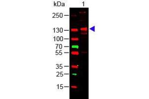 Western Blot of COLLAGEN III Lane 1: Human Collagen III Load: 100 ng per lane Primary antibody: Collagen III Antibody at 1:1000 o/n at 4°C Secondary antibody: 649 Goat anti-rabbit at 1:20,000 for 30 min at RT Block: ABIN925618 for 30 min at RT Predicted/Observed size: 138 kDa, 138 kDa