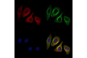 ABIN6262041 and ABIN6276973 staining Hela cells by IF/ICC. (Glypican 3 Antikörper  (N-Term))