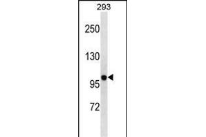 KCNB2 Antibody (N-term) (ABIN1881474 and ABIN2838638) western blot analysis in 293 cell line lysates (35 μg/lane). (Kv2.2 Antikörper  (N-Term))