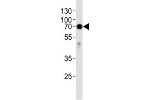 Alkaline Phosphatase Antikörper  (AA 274-304)