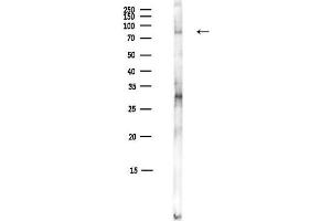 Western blot analysis of lysates from Mouse liver, using Phospho-S (Tyr701) Antibody at 1/1000 dilution.