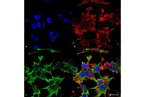 Immunocytochemistry/Immunofluorescence analysis using Mouse Anti-LAR/PTPRF Monoclonal Antibody, Clone S165-38 . (PTPRF Antikörper  (AA 1315-1607) (FITC))