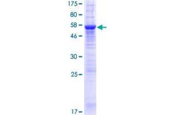 GPN2 Protein (AA 1-310) (GST tag)