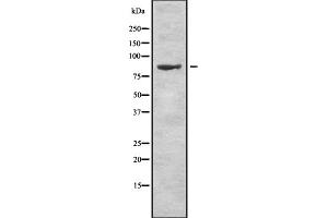 Western blot analysis of RXFP1 using K562 whole cell lysates