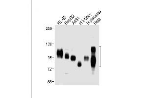 Western Blotting (WB) image for anti-Solute Carrier Family 3 (Activators of Dibasic and Neutral Amino Acid Transport), Member 2 (SLC3A2) (AA 588-615), (C-Term) antibody (ABIN654111)