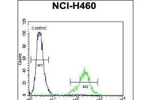 C Antibody (N-term) (ABIN655105 and ABIN2844737) flow cytometric analysis of NCI- cells (right histogram) compared to a negative control cell (left histogram). (C12ORF29 Antikörper  (N-Term))
