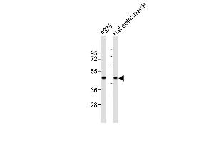 All lanes : Anti-CCR1 Antibody (N-term) at 1:2000 dilution Lane 1:  whole cell lysates Lane 2: human skeletal muscle lysates Lysates/proteins at 20 μg per lane. (CCR1 Antikörper  (N-Term))