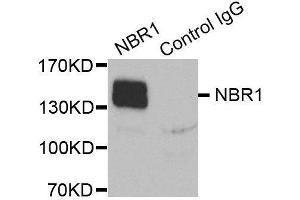 Immunoprecipitation (IP) image for anti-Neighbor of BRCA1 Gene 1 (NBR1) antibody (ABIN3018330) (NBR1 Antikörper)