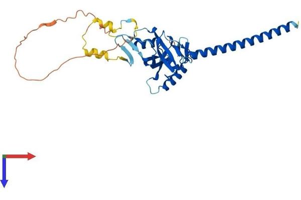RASSF4 Protein (AA 1-321) (His tag)