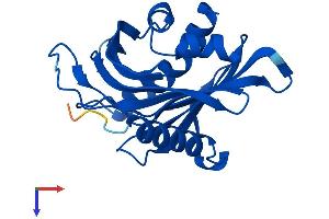 STARD4 Protein (AA 1-205) (His tag)