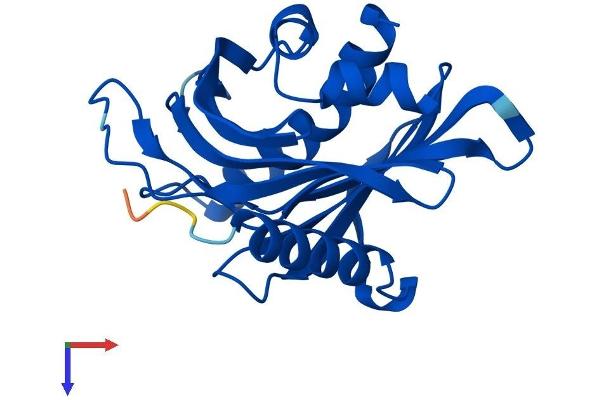 STARD4 Protein (AA 1-205) (His tag)