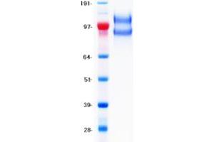 Western Blotting (WB) image for Protein tyrosine Phosphatase, Receptor Type, C (PTPRC) (Transcript Variant 1) protein (DYKDDDDK-His Tag) (ABIN2713722)