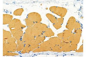 ABIN6266228 and ABIN6277417 at 1/100 staining Rat skin tissue by IHC-P. (HCRTR2 Antikörper  (N-Term))