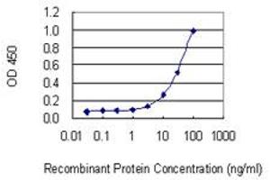 Detection limit for recombinant GST tagged SNX10 is 1 ng/ml as a capture antibody. (SNX10 Antikörper  (AA 1-201))